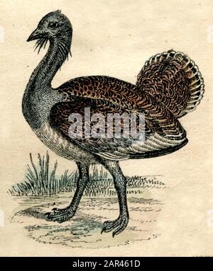 great bustard Otis tarda,  (natural history book, 1861) Stock Photo