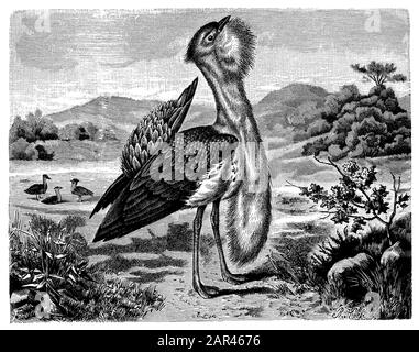 great bustard, Otis tarda,  (evolution history book, 1893) Stock Photo