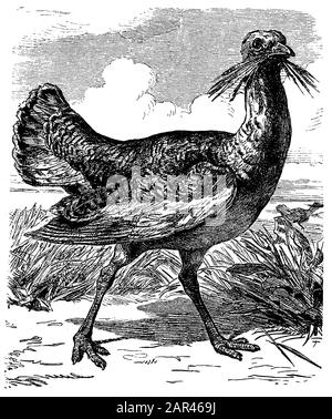 great bustard, Otis tarda,  (encyclopedia, 1893) Stock Photo