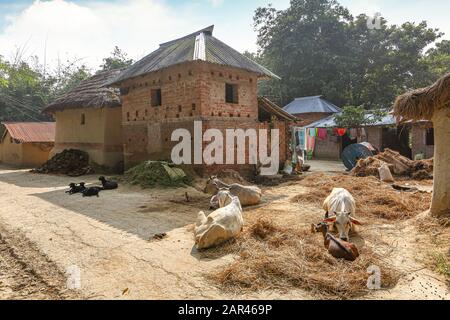 Rural Indian village scene with view of mud houses huts and village cattle at a tribal village in West Bengal, India Stock Photo