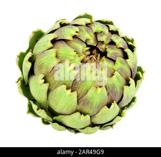 Fresh raw green globe artichoke flower bud isolated on a white background Stock Photo