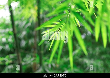 Green bamboo leaves with selective focus on blurred background. Stock Photo