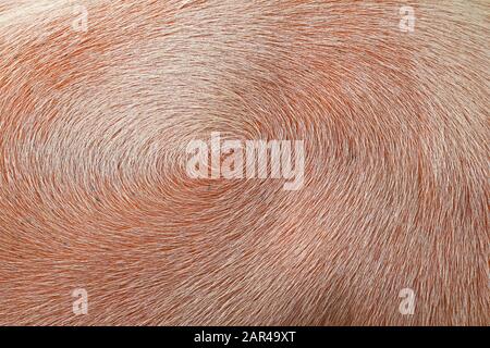 Swirl hair on the skin of animals. Feathers on the skin of albino buffalo. Stock Photo