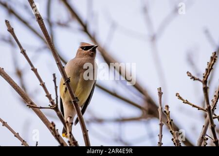 A Cedar Waxwing (Bombycilla cedrorum) perched on a branch, San Francisco bay area, California Stock Photo