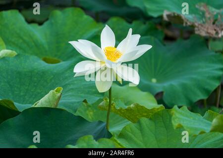 white lotus flower in pond Stock Photo