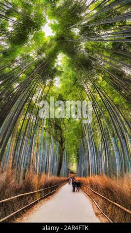 Bamboo grove foot path in Kyoto city between tall fresh evergreen plants of bamboo meeting above and closing sun and sky from the walkers. Stock Photo