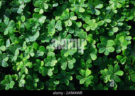 Fresh green clovers with wet water dew drops, view from the top. Stock Photo