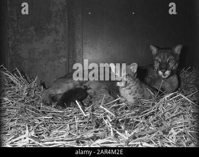Police has confiscated two pumas with two boys and a lion A cougar with two  boys in Artis Date: 25 november 1981 Location: Amsterdam, Noord-Holland  Keywords: zoos, pumas Institution name: Artis Stock