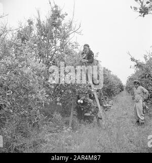 Israel 1948-1949:Pardes  An orange picker on a citrus plantation near Pardes standing on a ladder at work Date: 1948 Location: Israel, Pardes Keywords: workers, citrus fruits, fruit cultivation, ladders, harvests, plantations Stock Photo