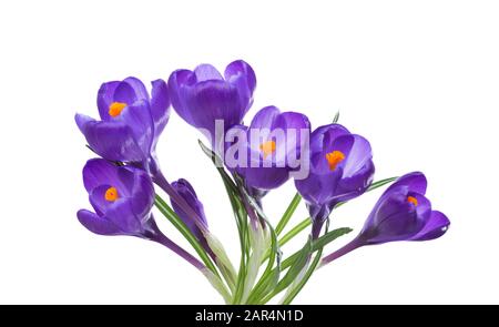 Flowers of crocus isolated on white background. Stock Photo
