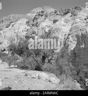 Israel 1964-1965: Ein Gedi  Ein Gedi. Rock face with trees and shrubs in the foreground Date: 1964 Location: Dead Sea, Ein Gedi, Israel Keywords: trees, rocks Stock Photo