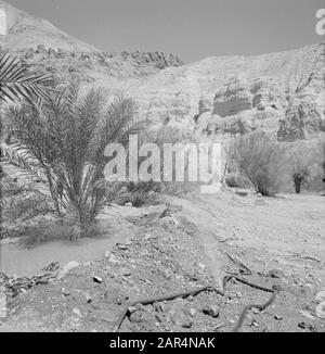 Israel 1964-1965: Ein Gedi  Ein Gidi. Rocky landscape with some palm trees. Date: 1964 Location: Dead Sea, Ein Gedi, Israel Keywords: irrigations, palm trees, rocks Stock Photo