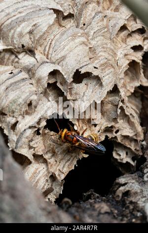 European hornet (Vespa crabro)  nest. Single individual walking across the surface of the nest in a tree hollow Stock Photo