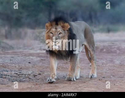 Walking Asiatic Lion In Gir Gujarat,India Stock Photo