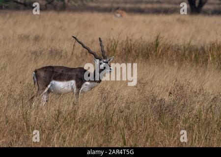 Male Blackbuck in Black Buck National Park, Gujarat, India Stock Photo