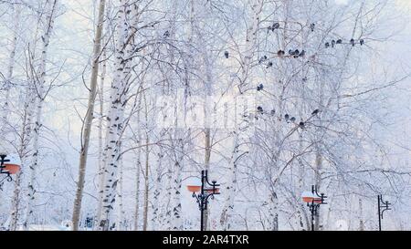 gray pigeons stood on a branch with white snow. A flock of birds close-up. animals in the winter season. Frosty trees in frosty winter. Stock Photo