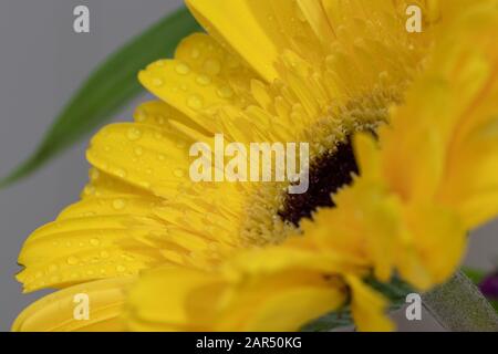 Beautiful yellow daisy gerbera flower isolated on blurry background. Bouquet of flowers indoors. Drops of water and rain on the petals. close up .macr Stock Photo