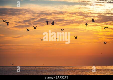 Flying seagull over the blue sea on sunrise Stock Photo