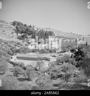 Middle East 1950-1955: Jerusalem  Court of Gethsemane Annotation: At the time of the recording, Jerusalem lay in Jordan Date: 1950 Location: Jerusalem, Jordan Keywords: gardens Stock Photo