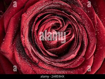 Close-up of a beautiful red rose with water drops on its petals. Macro and overhead flower background. Stock Photo