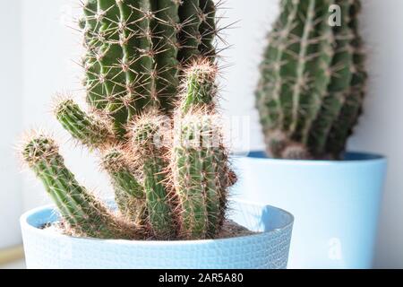 Cactus in a blue pot. Houseplant in a pot of cactus on a white shelf against the background of the wall. Cactus Potted Plants Stock Photo