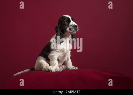 Cocker spaniel puppy , sitting on a classic luxury burgundy red background Stock Photo