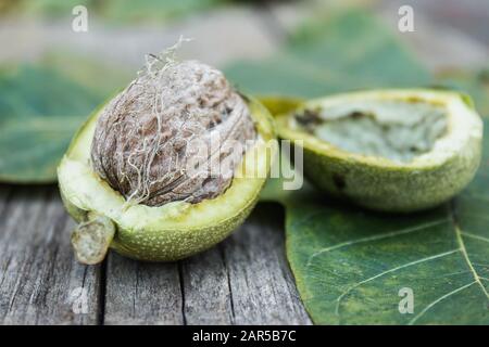 Fresh walnuts in a green shell on an old wooden table. Nuts in green shells. Harvest walnuts. Stock Photo