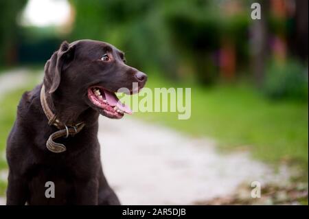 portrait of a brown labrador against the background of a summer landscape in the village Stock Photo