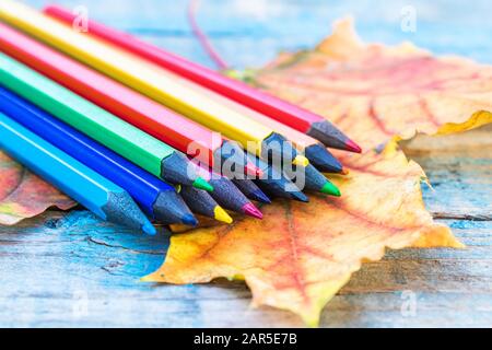 Multi-colored pencils lie on a yellow autumn leaf on a background of old blue boards. School concept Stock Photo