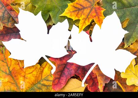 Colorful autumn leaves and white sheet with paper with place for text. Background with autumn leaves. Copy space for inscription. Autumn leaves. Stock Photo