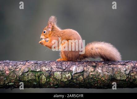 Red squirrel (Sciurus vulgaris) in Perthshire, Scotland. Stock Photo