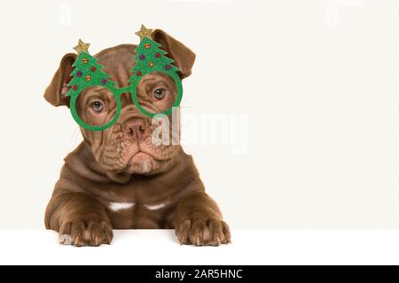 Cute old english bulldog puppy with christmas glasses Stock Photo