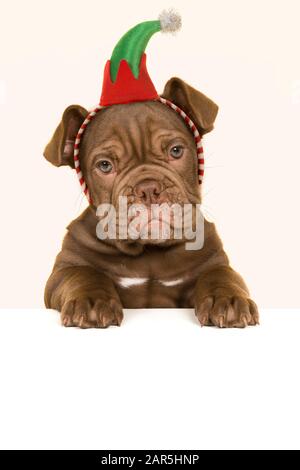 Cute old english bulldog puppy with a elf christmas hat and copy space Stock Photo