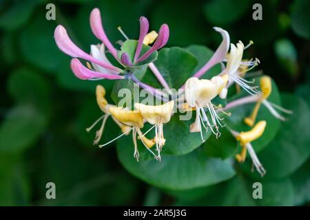 Blooming Honeysuckles Lonicera Caprifolium . Natural background with flowers. Stock Photo