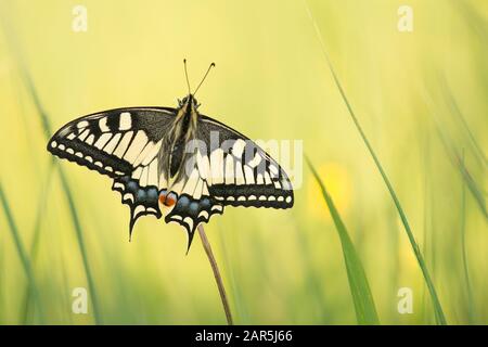 Pretty swallowtail butterfly with open wings resting in green grass Stock Photo