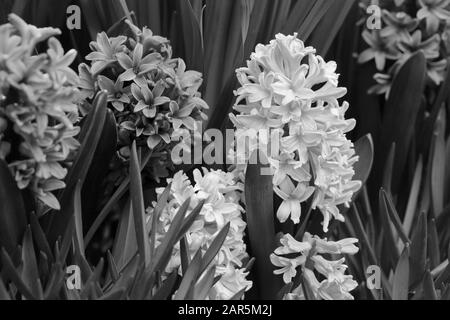 Blooming hyacinth flowers with plenty of leaves. Beautiful early spring flowers used to celebrate Easter. Closeup image taken in an indoor garden. Stock Photo