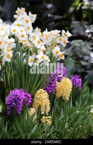 Blooming yellow & purple hyacinth flowers, daffodils and green leaves. Beautiful early spring flowers used to celebrate Easter. Closeup color image. Stock Photo