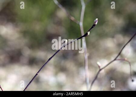 Willow tree branches photographed during sunny spring day just before the catkins opened in southern Finland. Beautiful small tree. Stock Photo