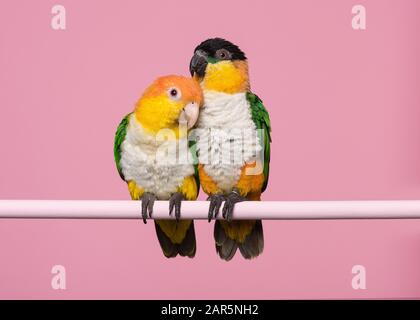 Two caique birds sitting together on a pink background Stock Photo