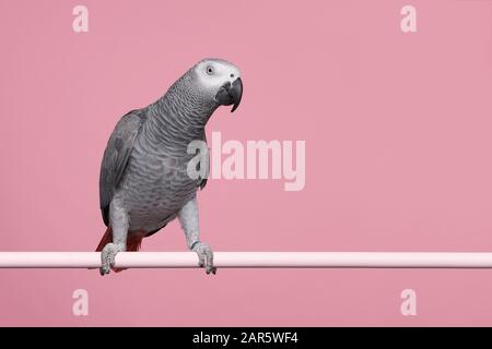 Gabon African grey parrot on a pink background with space for copy seen from the side Stock Photo