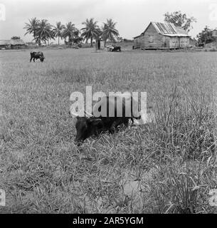 Journey to Suriname and the Netherlands Antilles Cows under a watapana ...