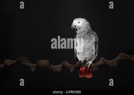 Gabon African grey parrot on a black background with space for copy seen from the front Stock Photo