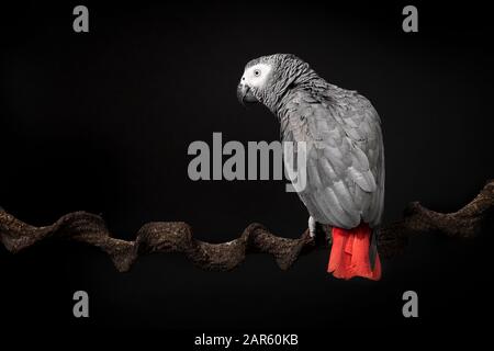 Gabon African grey parrot on a black background with space for copy seen from the back Stock Photo