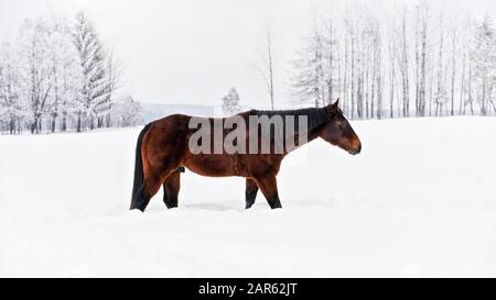Dark brown horse walks on snow covered meadow, trees in background, side view Stock Photo
