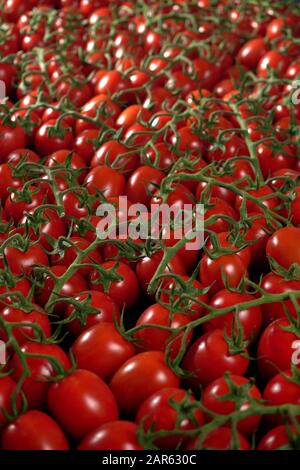 Heap of small fresh red cherry tomatoes with green vines Stock Photo