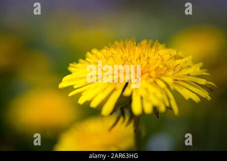 Close up of blooming yellow dandelion flower (Taraxacum officinale) in springtime. Stock Photo