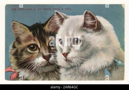 Original early 1900's Edwardian comic anti-suffrage postcard of cats 'We don't care it we never have the vote' (early cat meme), posted in 1909 , U.K. Stock Photo