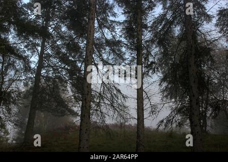 Trees through the mist in Genfinnan Sotland Stock Photo
