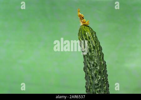 green vegetables on the green mixed background Stock Photo