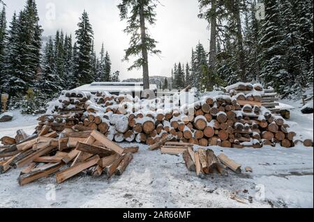 Pile of snow covered firewood stored in the forest on winter Stock Photo